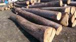 Oak Saw logs |  Hardwood | Logs | TRANS-WOOD