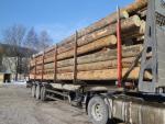 Spruce Saw logs |  Softwood | Logs | TRANS-WOOD
