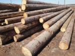 Spruce Saw logs |  Softwood | Logs | TRANS-WOOD