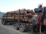 Oak Standing logs |  Hardwood | Logs | FIGULI, s.r.o.