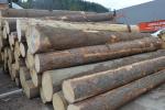 Spruce Veneer logs |  Softwood | Logs | Tilia-t,s.r.o