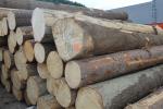 Spruce Veneer logs |  Softwood | Logs | Tilia-t,s.r.o