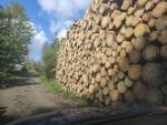 Spruce Standing logs |  Softwood | Logs | Ján Haviar