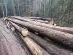 Spruce Standing logs |  Softwood | Logs | Ján Haviar