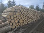 Spruce Standing logs |  Softwood | Logs | Ján Haviar