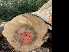 Beech Veneer logs |  Hardwood | Logs | SF WOOD, s. r. o.