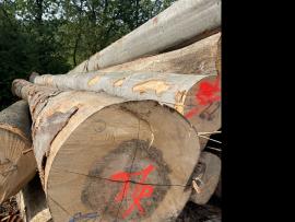 Beech Veneer logs |  Hardwood | Logs | SF WOOD, s. r. o.