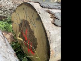 Beech Veneer logs |  Hardwood | Logs | SF WOOD, s. r. o.