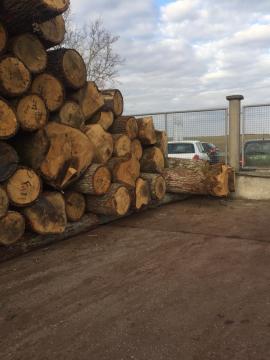 Oak Veneer logs |  Hardwood | Logs | D&C SNEGL