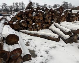 Spruce Pulpwood |  Softwood | Logs | mku